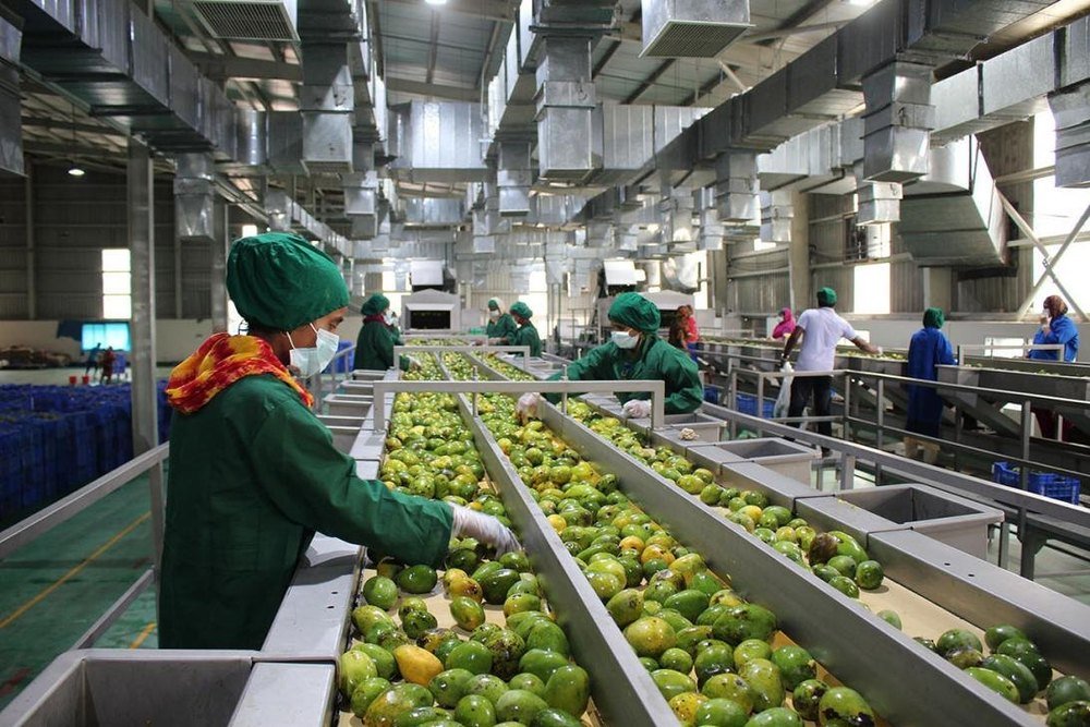 Mango juice production