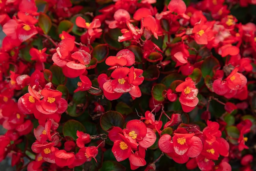Begonia