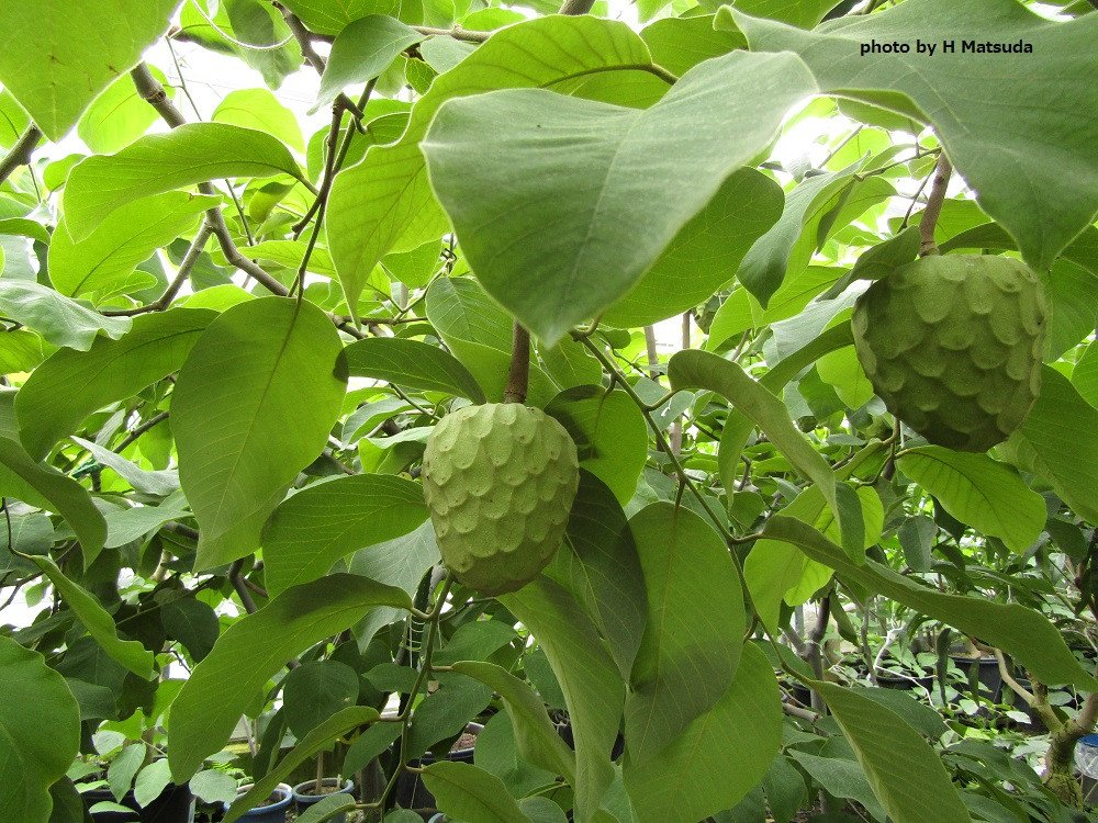 Cherimoya