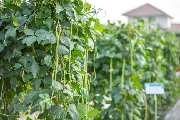 Chowli – Long beans