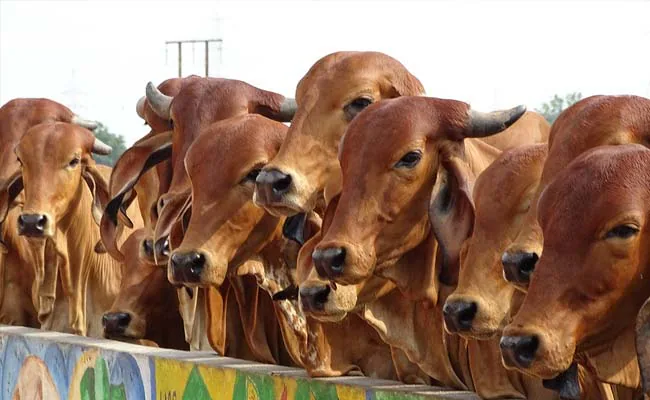 Gir cow