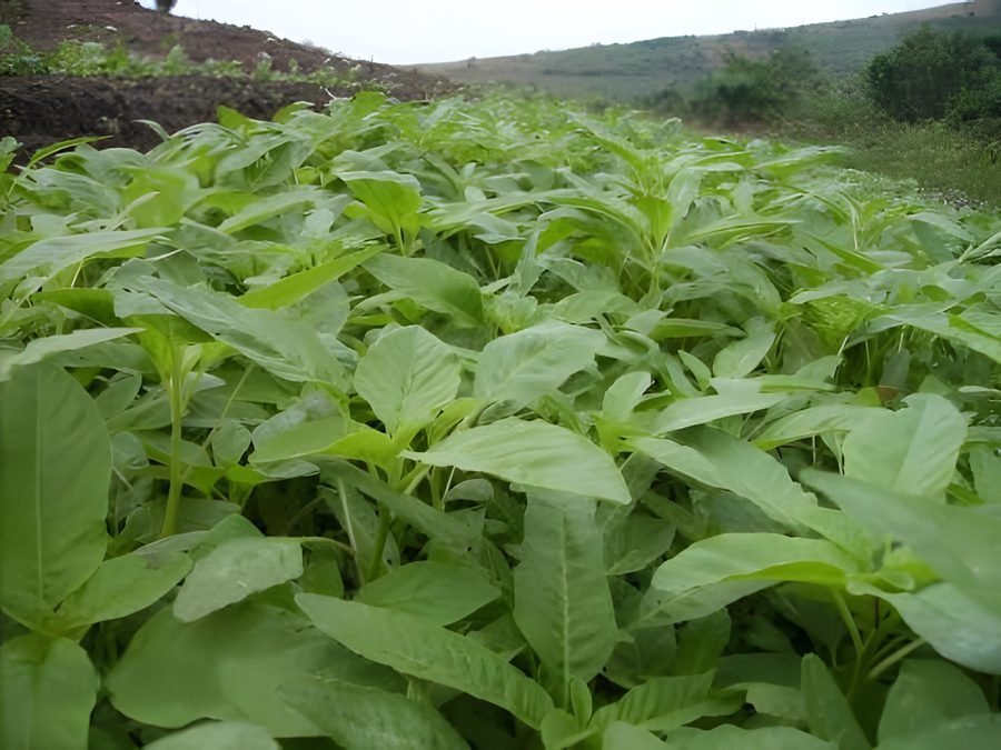 Tandaljo – Amaranth leaves