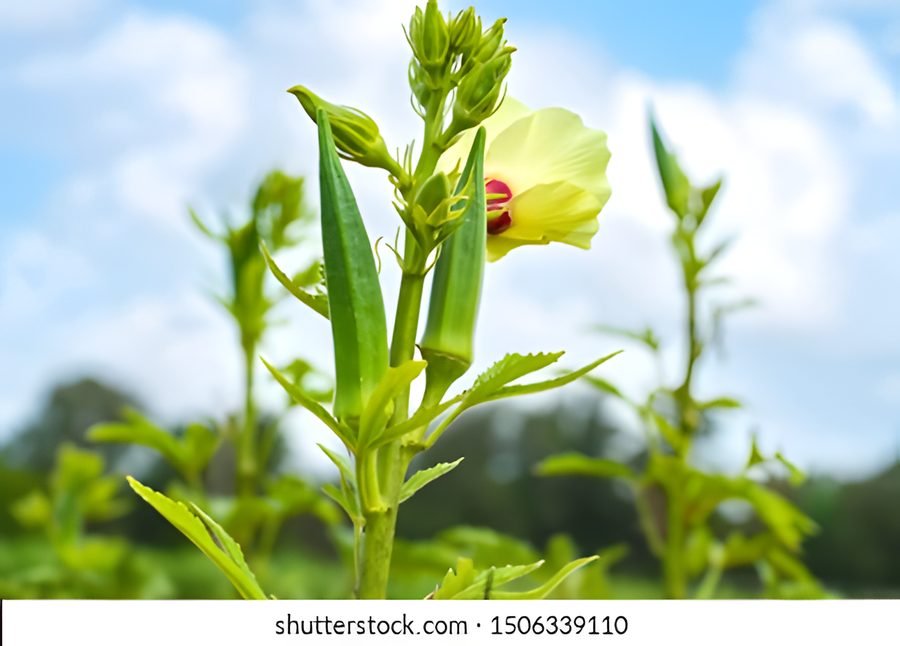 Bhindi – Lady's finger