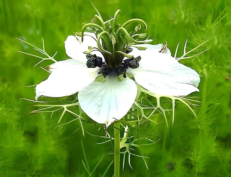 Black Cumin