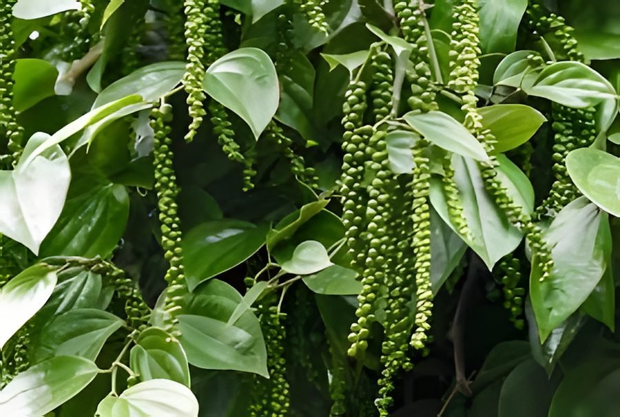 Black pepper