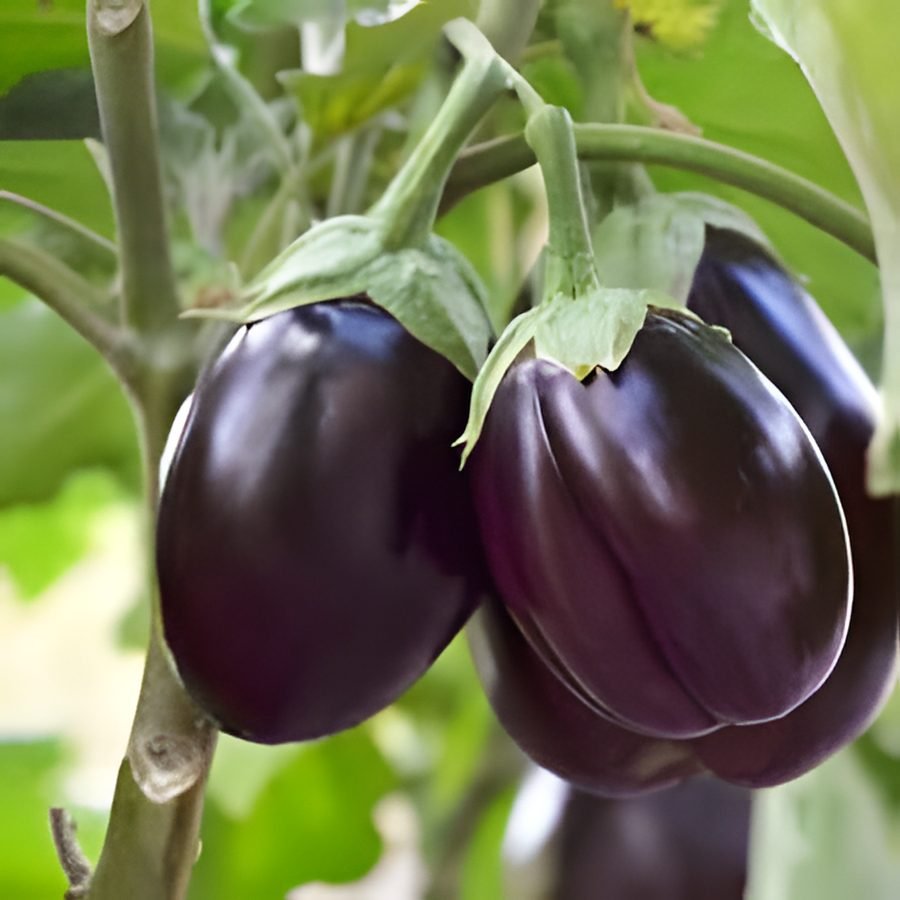 Ringan / Brinjal