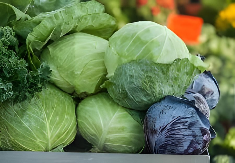 Pattagobi – Cabbage