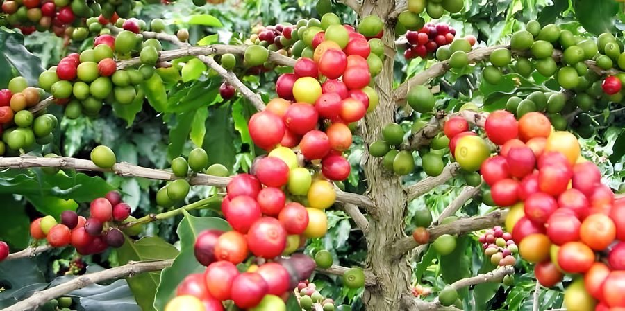 Coffee
