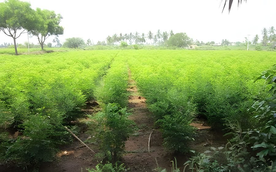 Mitho limbdo – Curry leaves
