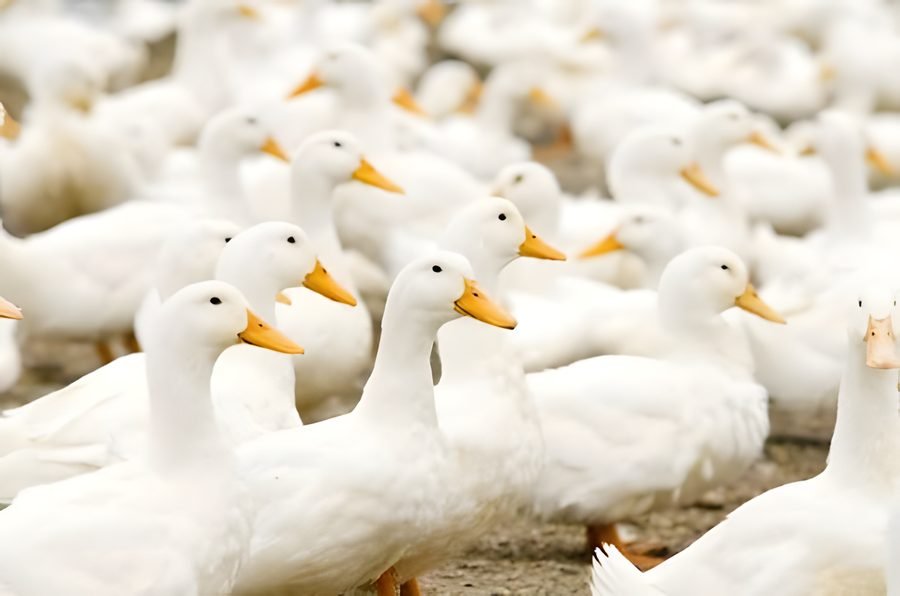 Duck