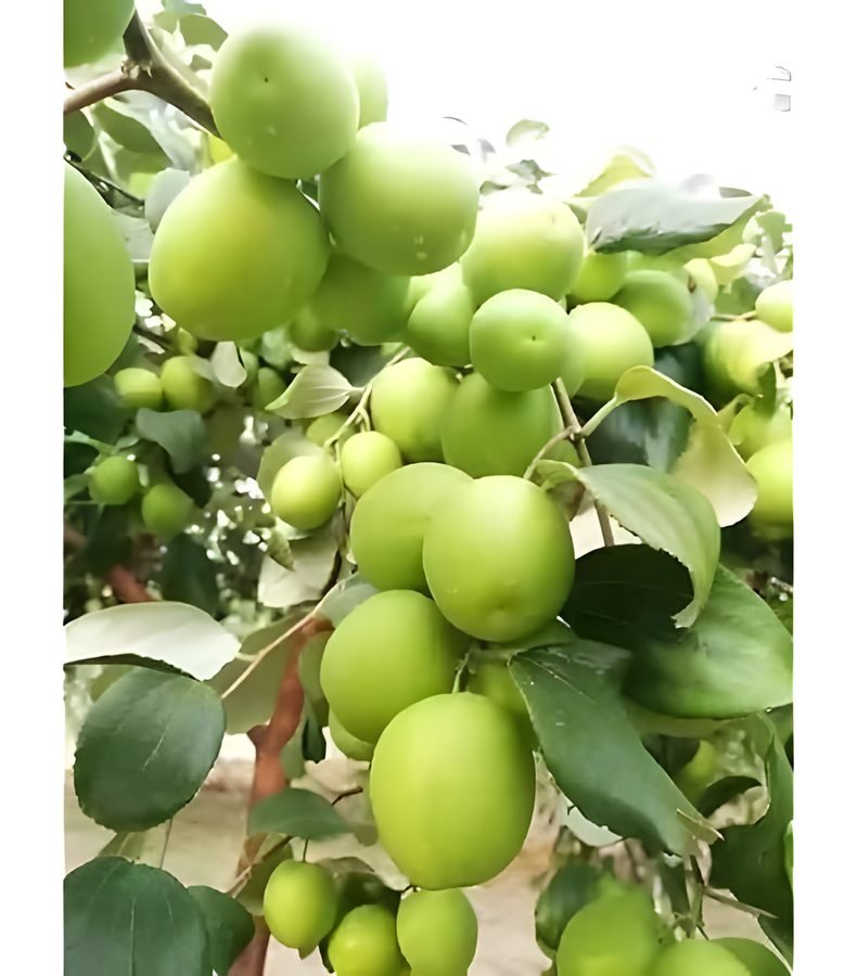 Green Jujube / Fresh Bor