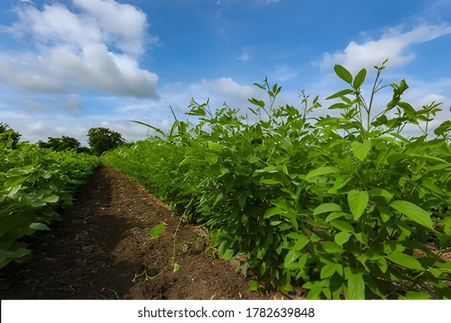 Lili tuvar – Pigeon peas