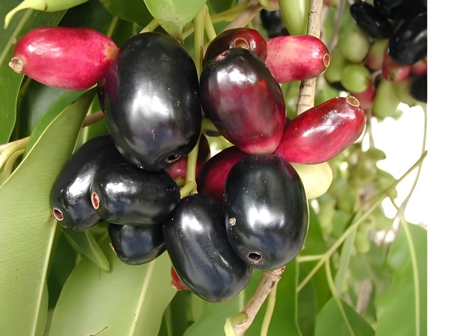 Jamun (Java Plum)