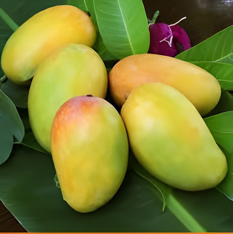 Mango – Kesar
