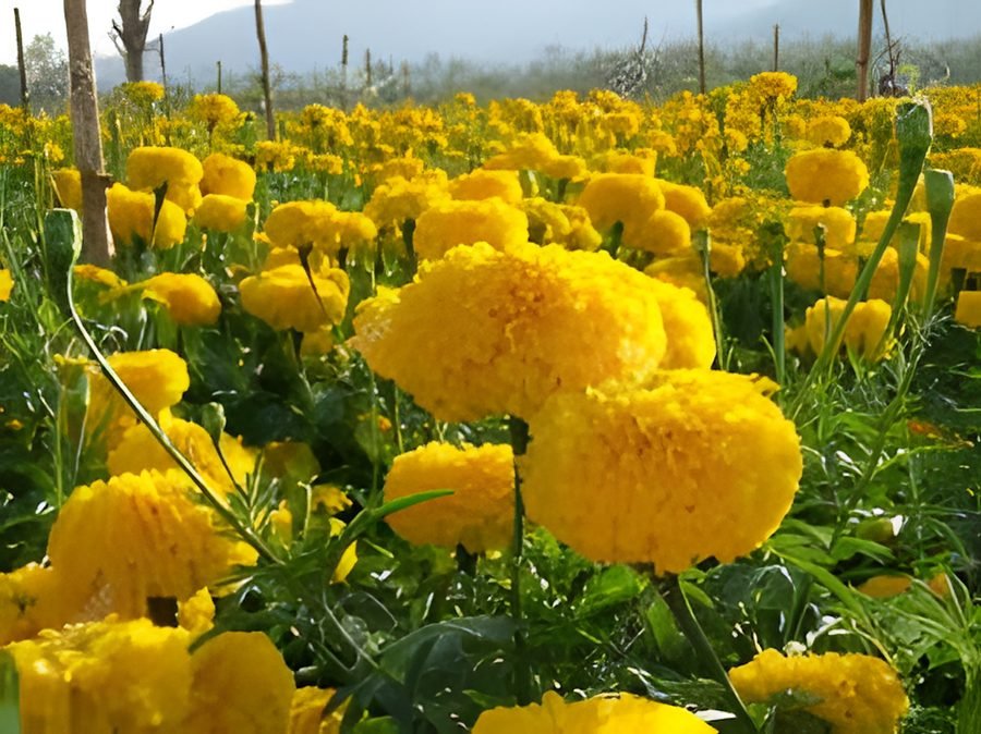 Marigold