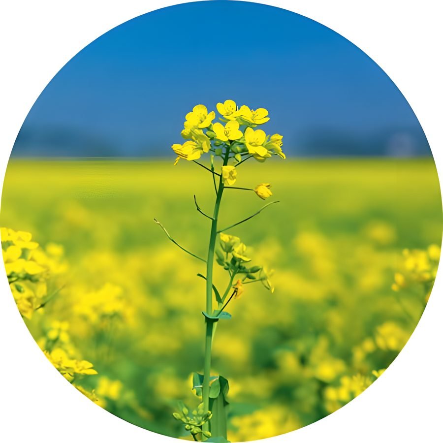 Rai na kuria – Crushed mustard