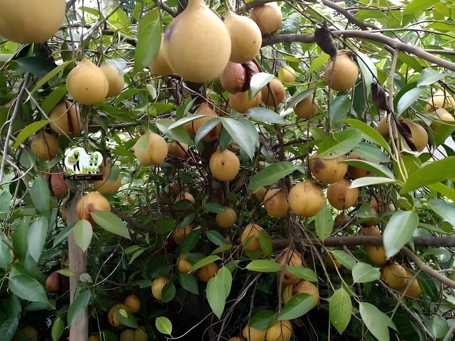 Nutmeg