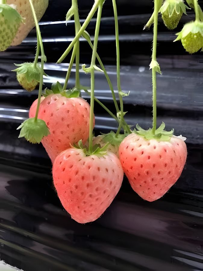 Strawberry – Pink