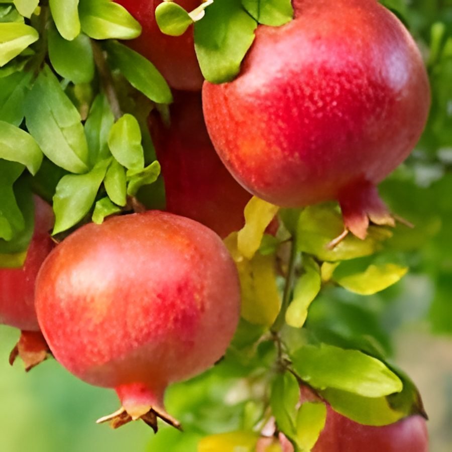 Pomegranate