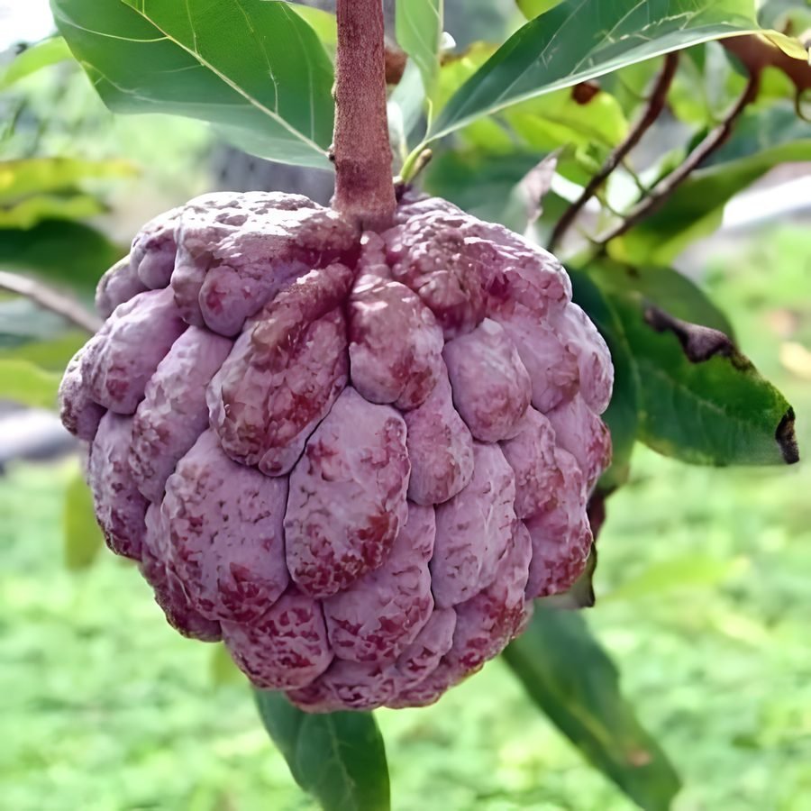 Custard Apple – Purple