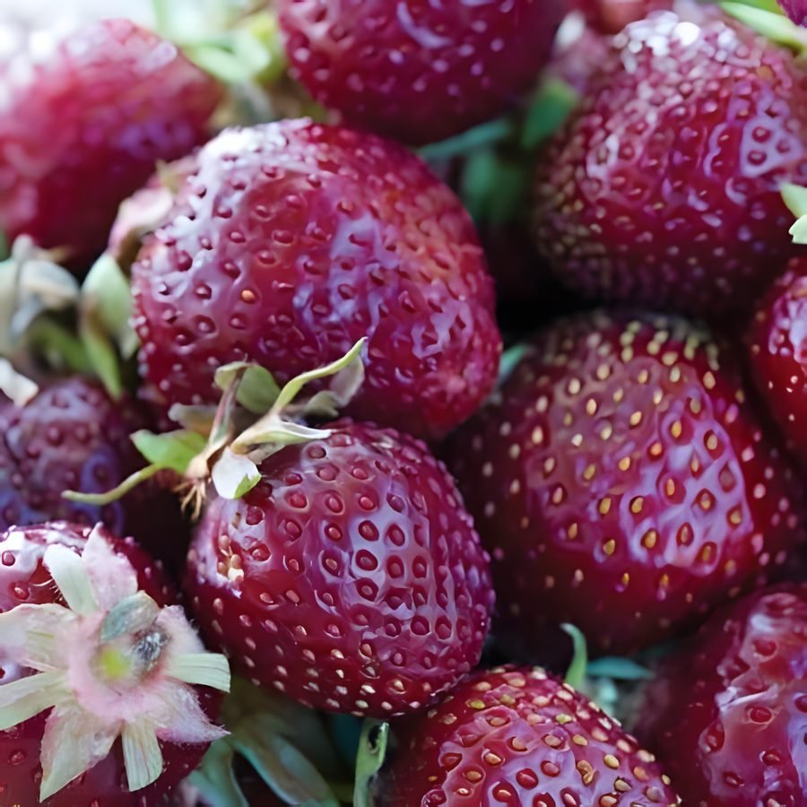 Strawberry – Purple