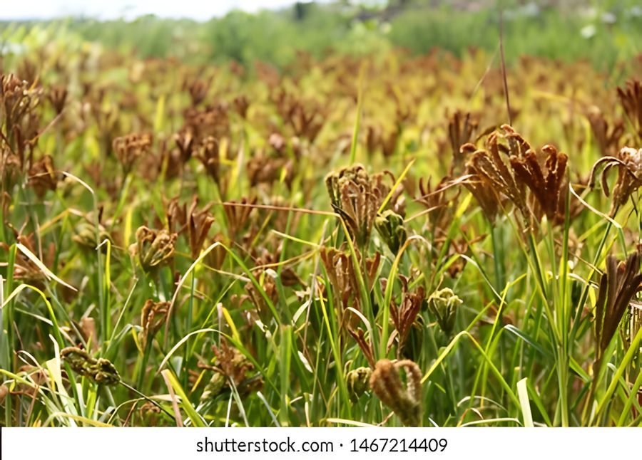 Raagi (Finger millet)