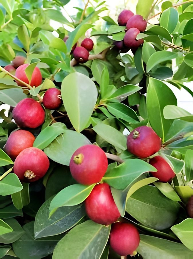 Guava