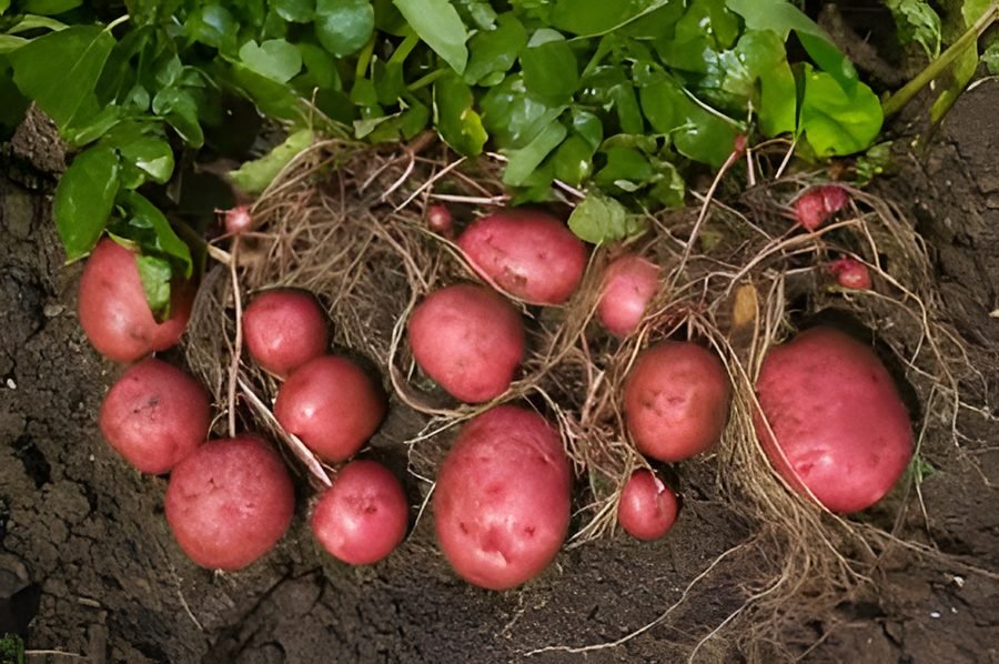 Red Potato