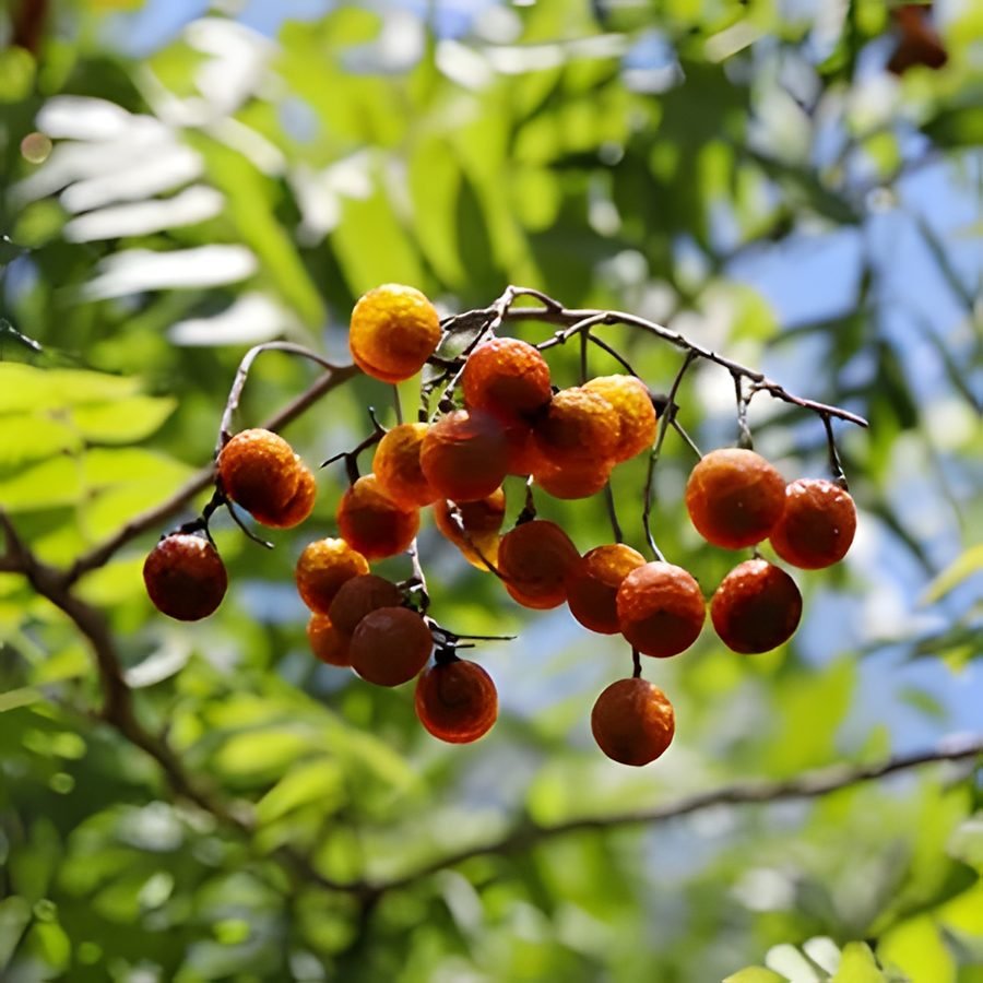 Soapberry / Soap nuts