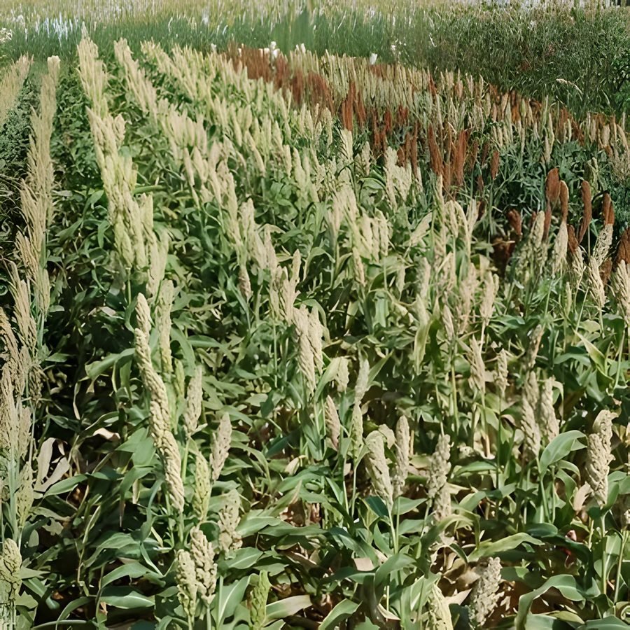 Jowar (Sorghum)