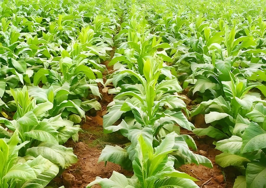 Tobacco – Kolkatti