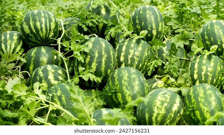 Watermelon