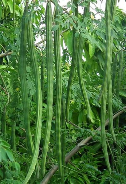 Saragvo – Drumstick