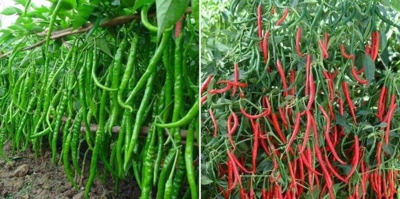 Green Chilli (all varieties)