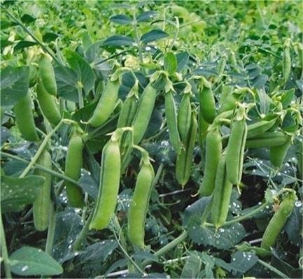 Green peas