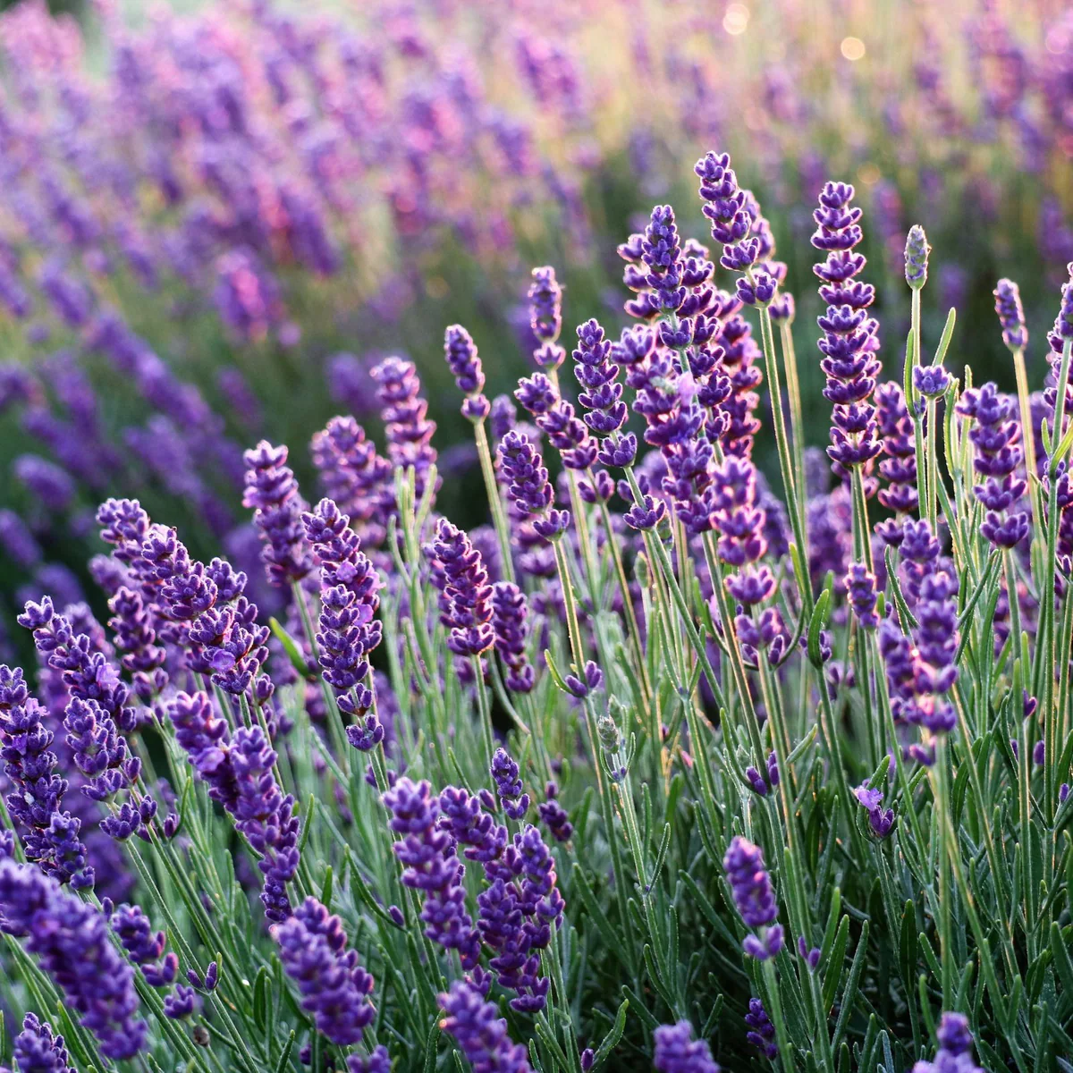 Lavender Blue