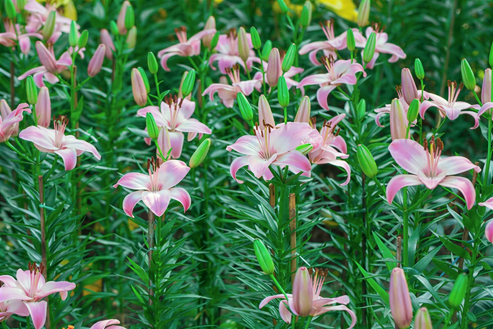 Lily