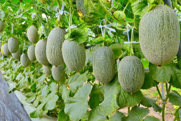 Muskmelon – Green