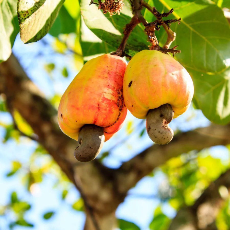 Cashew Apple