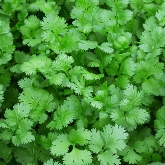 Kothmir – Coriander leaves