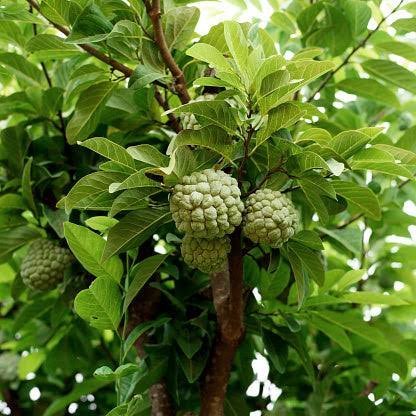 Custard Apple