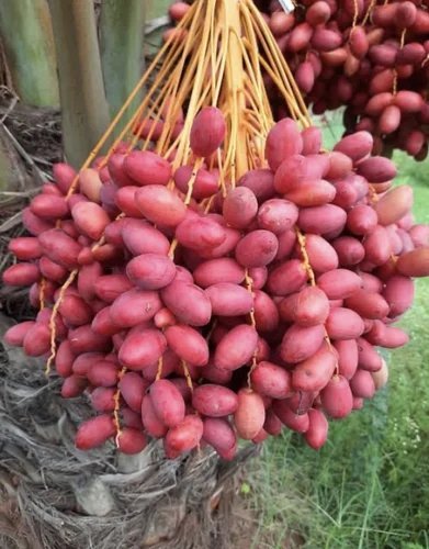 Kharek (Dates)