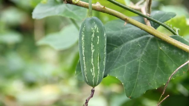 Kakdi – Cucumber