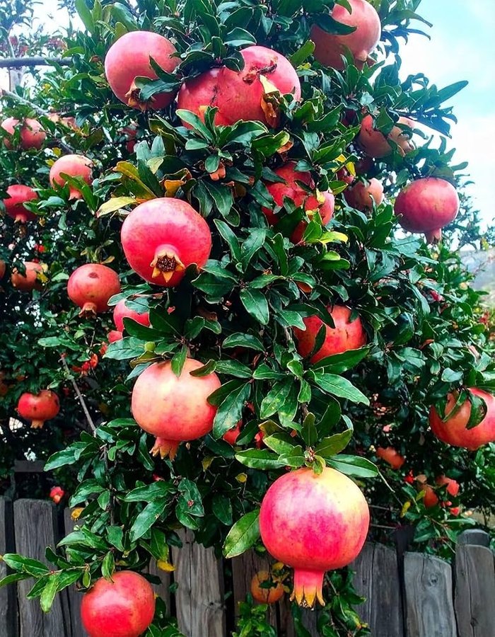 Pomegranate – Red