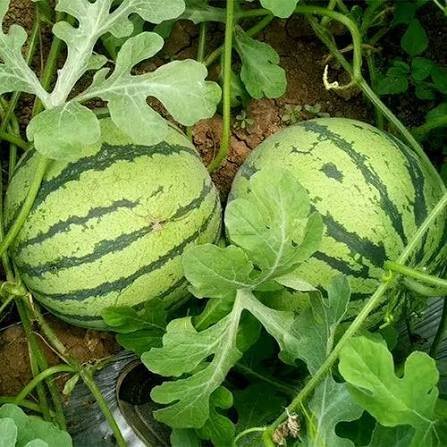 Watermelon – Green-fleshed