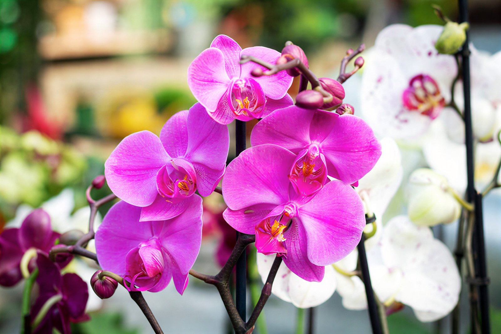 Orchid - White, Pink, Yellow, Purple/Violet, Red, Orange, Blue, Bi-Color & Tri-Color varieties