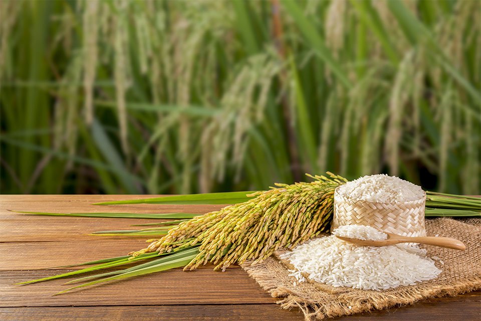 Rice (paddy field)