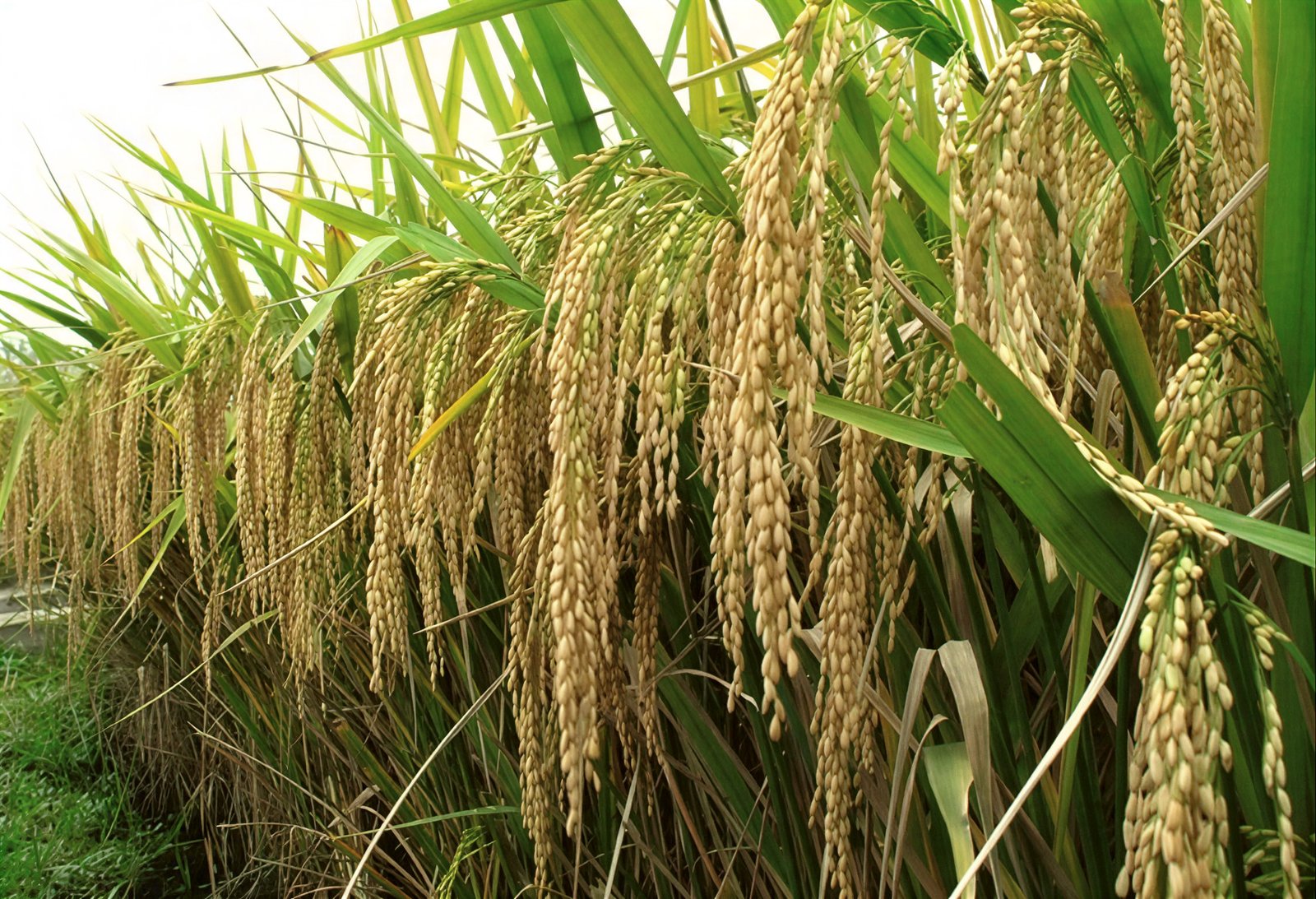 Rice – Parimal / Kolam