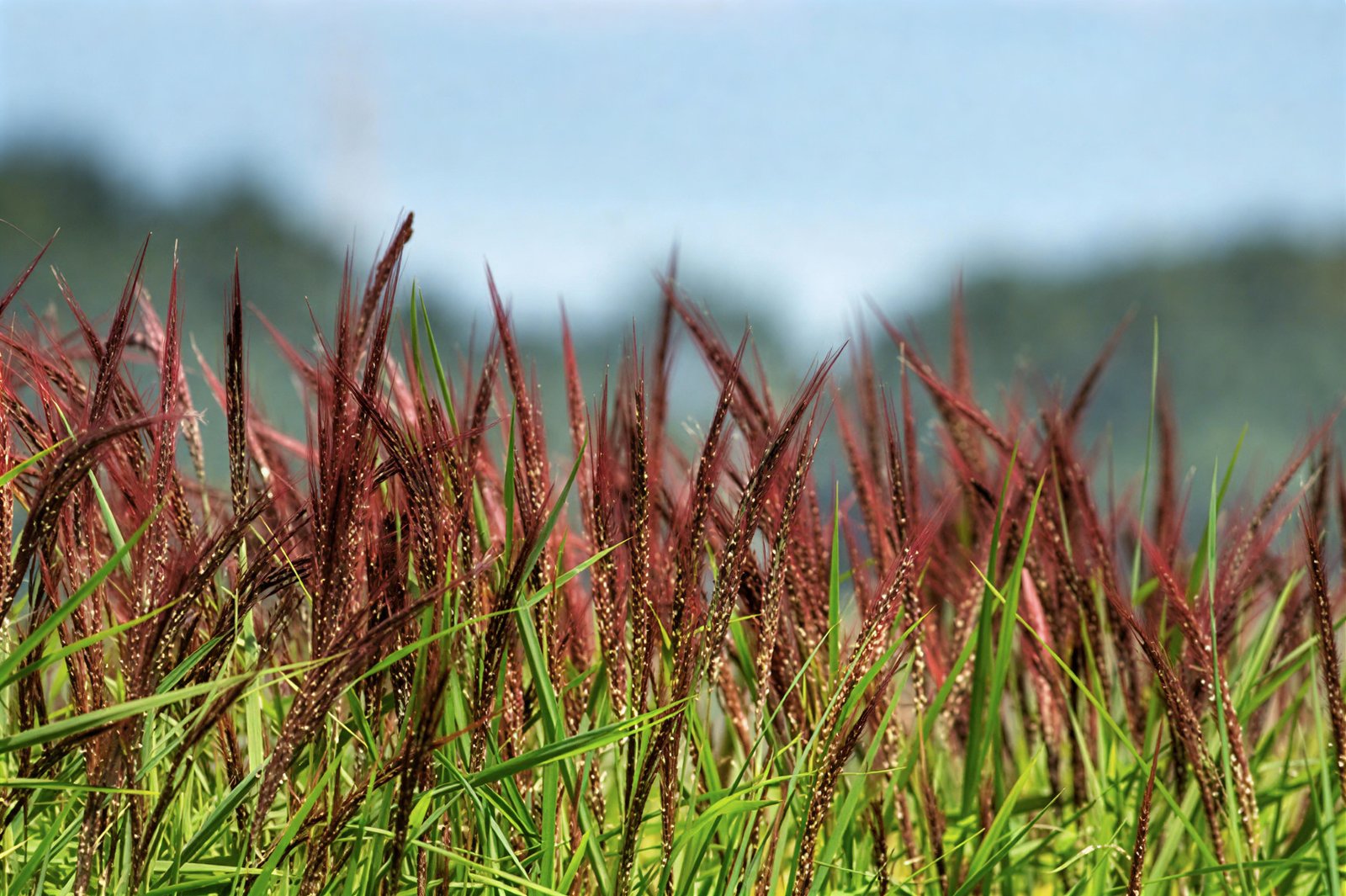 Rice – Red