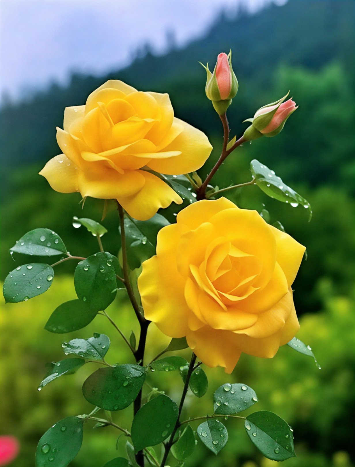 Rose – Yellow